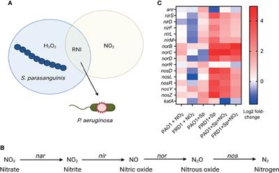 A Commensal Streptococcus Dysregulates the Pseudomonas aeruginosa Nitrosative Stress Response